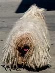 Bingo, the dog with dreads.