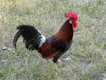 One of Key West's wild chickens.