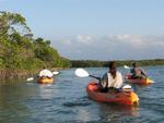 Paddling into the mangroves.