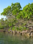 Mangroves.