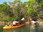 Ducking through a hole in the mangroves.