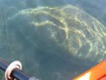 It's amazing being so close to these gentle "sea cows."