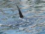 It's rare to see a shark on the kayak tour.  And this may look like a shark fin, but it is actually a sunfish.