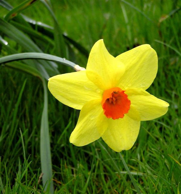 Irelands National FlowerDaffodil crafts Pinterest Daffodils